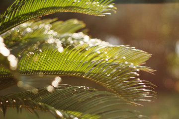 Bright leaves of palm in backlight. Soft focus on photo and author processing