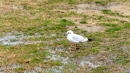 seagull on the grass