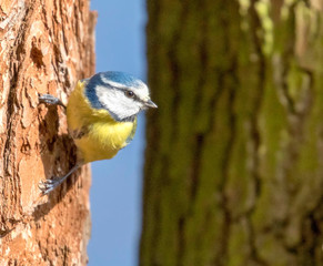 Blue tit bird in the UK