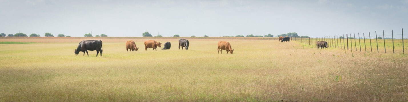 Pasture Raised Cows Grazing Grass On Ranch With Wire Fence In Waxahachie, Texas, USA