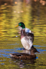 Male mallard or Wild Duck (Anas platyrhynchos)