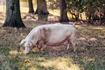 Sow posing for camera on green grass meadow rural animal farm
