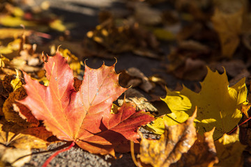 Red and yellow maple leaves on the ground