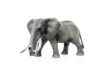 Fototapeta premium Portrait of an elephant isolated on the white background.