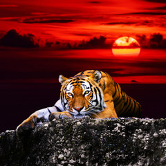 Tiger portrait  on the rock with beautiful sky at sunset time