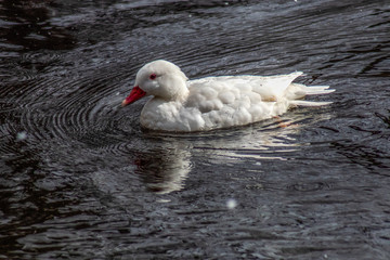kaczka © Henryk Olszewski