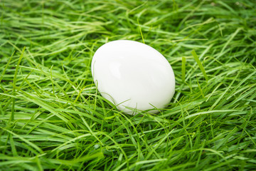Obraz na płótnie Canvas white chicken egg lies in the green grass