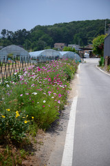 Fototapeta premium 푸르름