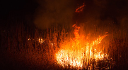 burning dry field at night