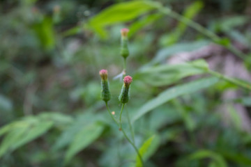 Flowers growing in the tropical forest