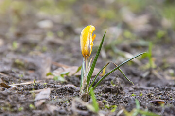 Crocus blooms in a forest clearing. Saffron is the first spring flowers. Sun glare and lighting.