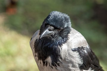 Wrona siwa