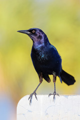 Naklejka premium Beautiful Male Boat-tailed Grackle Perched on Sign.
