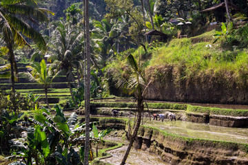 Obraz premium group of people working on the rice terraces