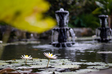 lotus flower on fountains background