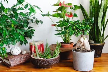 A lot of houseplants in pots on wooden table. Stylish botany interior. Home gardening.