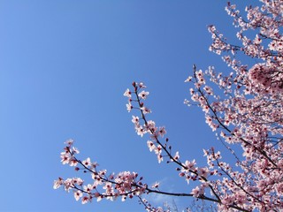 Blossom tree in spring, tree branch with pink flowers against a blue sky. Natural spring background.	