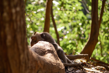 monkey while sleeping leaning on a tree