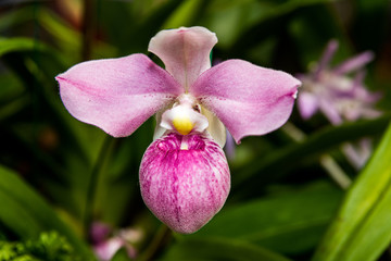 Pink Moon Orchid in Bloom