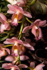 Phalaenopsis Aphrodite Orchid in Bloom