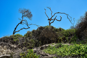 Two Trees on Dunes at Chintza Beach near East London