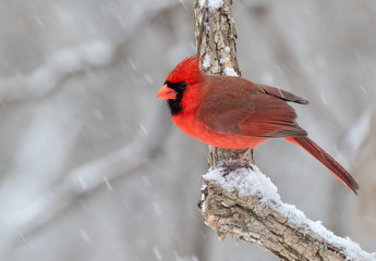 Northern cardinal (Cardinalis cardinalis) male under snowfall, Iowa, USA