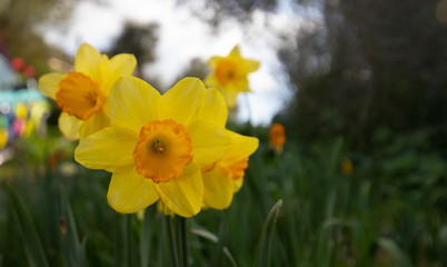 Obraz premium kwiaty brzoskwini i ogród tulipanów