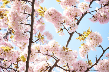Cherry blossoms to mark the beginning of spring.