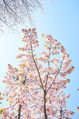 Cherry blossoms to mark the beginning of spring.