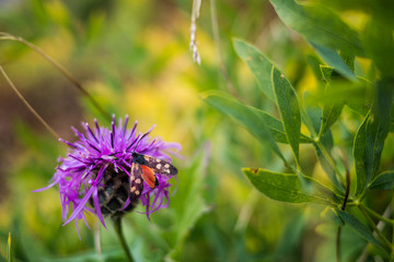 Papillon sur fleur violette