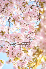 Cherry blossoms to mark the beginning of spring.