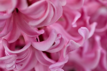 Spring hyacinth petals background texture 