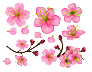 Set of Flower blossom twigs sakura. Design of realistic floral petals and buds isolated on white background. Elements for spring or summer design.