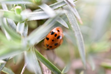 ladybug on a green leaf