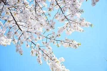 Cherry blossoms to mark the beginning of spring.