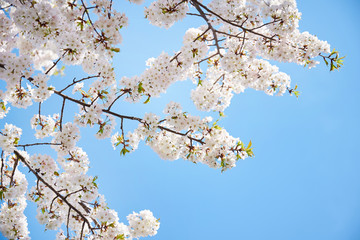 Cherry blossoms to mark the beginning of spring.