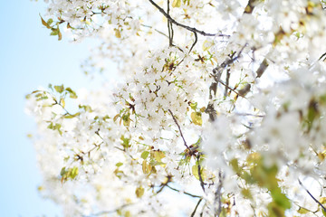 Obraz premium Cherry blossoms to mark the beginning of spring.