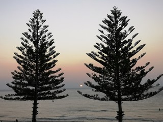 Zwei Tannenbäume am Meer bei Sonnenuntergang