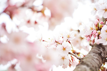 Cherry blossoms to mark the beginning of spring.