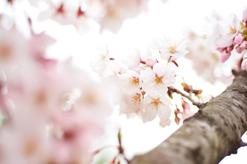 Cherry blossoms to mark the beginning of spring.