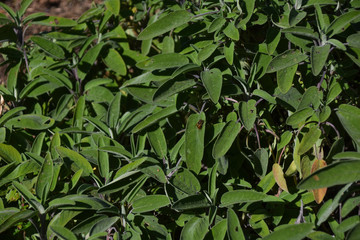 sage plant in spring in a sunny day