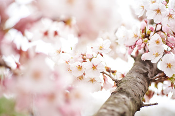 Cherry blossoms to mark the beginning of spring.