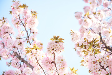 Obraz premium Cherry blossoms to mark the beginning of spring.