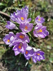 Violette Krokus Blüten
