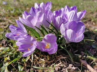 Violette Krokus Pflanzen