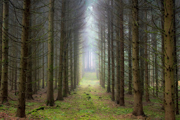 A tree alley in the forest