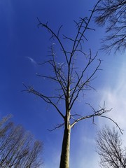 Blätterloser Baum im Frühling