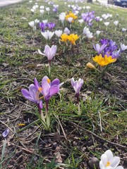 Buntes Krokus Feld