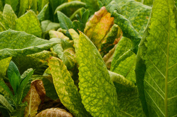 closeup of tobacco leaf