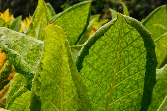 Close Up Of Fiber Tobacco Leaf